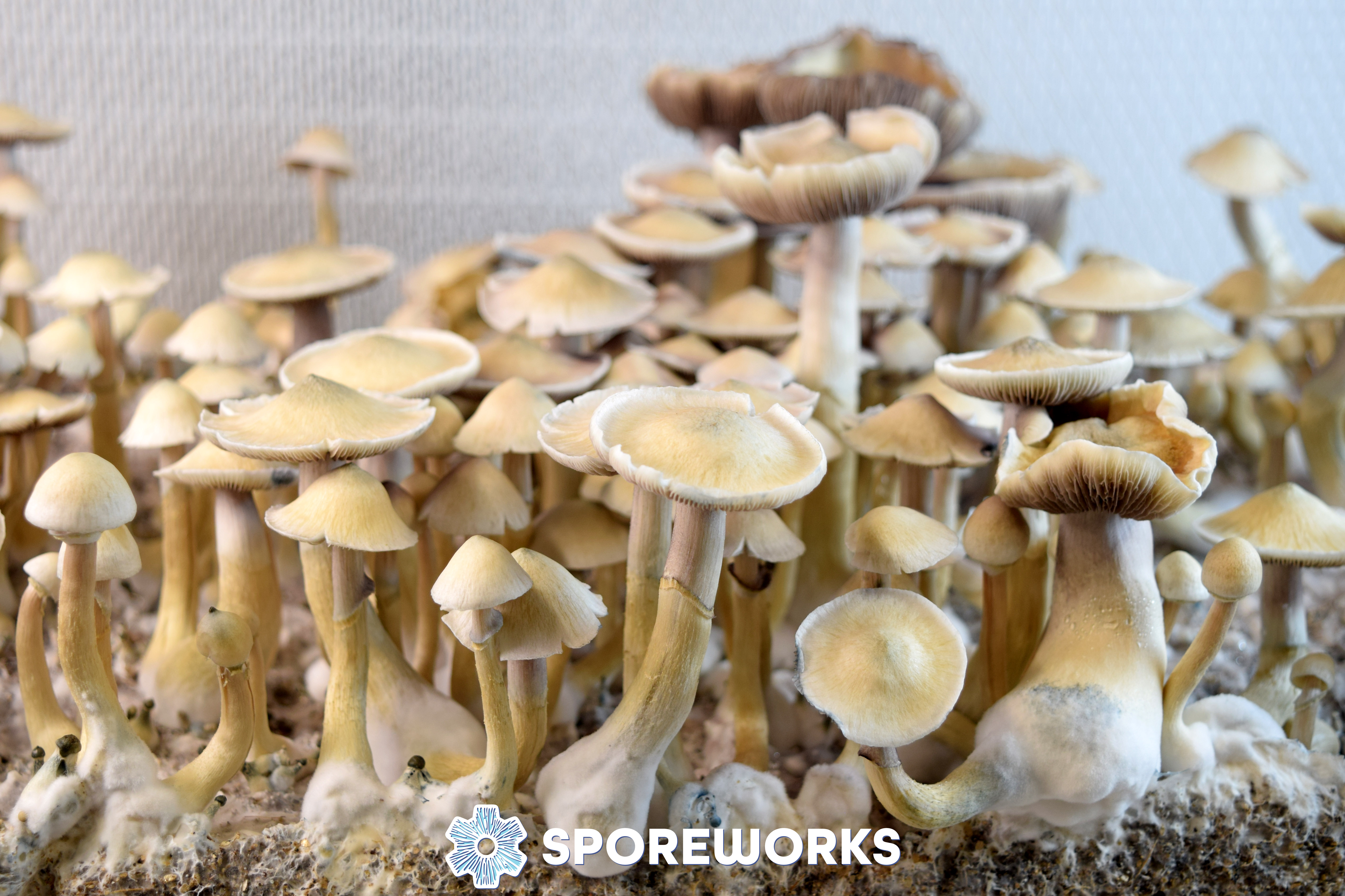 Psilocybe cubensis African Transkei Spore Syringe